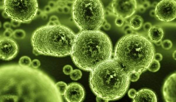 microscopic view of mold Abbotts Cleanup and Restoration Colorado